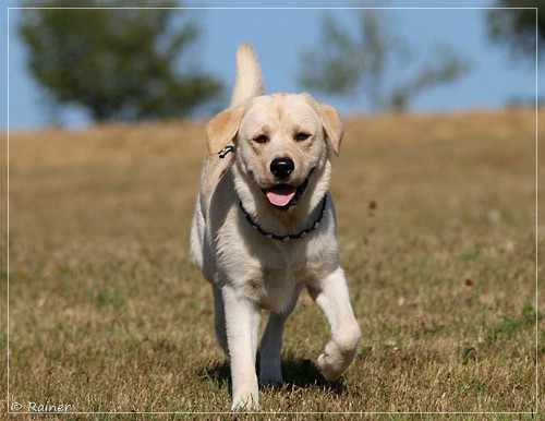 Joyful Lab's Escort Boy - Luis