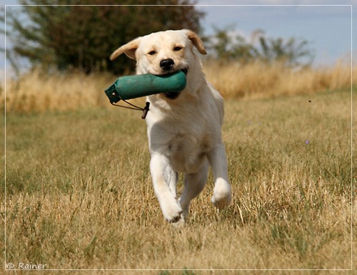 Joyful Lab's Escort Boy - Luis