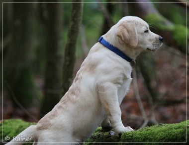 Joyful Lab's Escort Boy - Luis