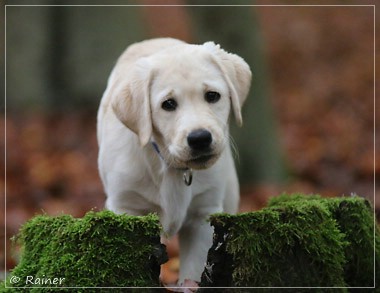 Joyful Lab's Escort Boy - Luis