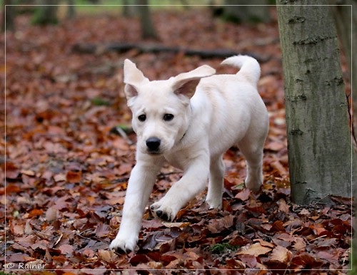 Joyful Lab's Escort Boy - Luis