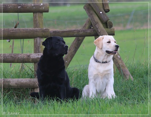 Joyful Lab's Escort Boy - Luis