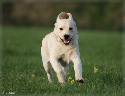 Joyful Lab's Escort Boy - Luis