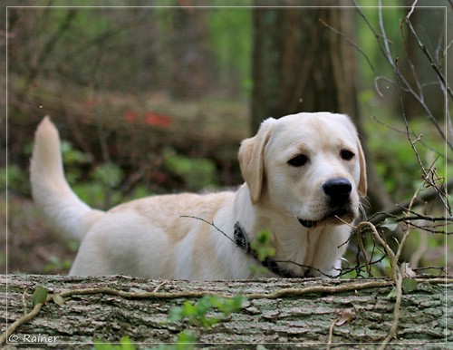 Joyful Lab's Escort Boy - Luis