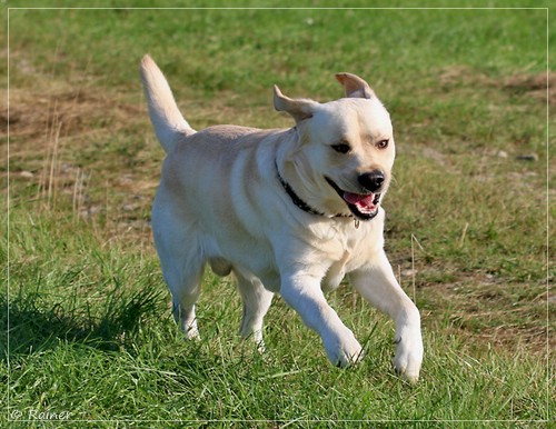 Joyful Lab's Escort Boy - Luis