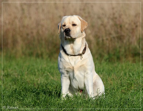 Joyful Lab's Escort Boy - Luis