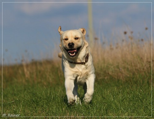 Joyful Lab's Escort Boy - Luis