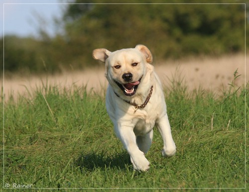 Joyful Lab's Escort Boy - Luis