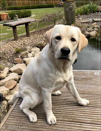 Joyful Lab's Easy to Love Girl - Nala
