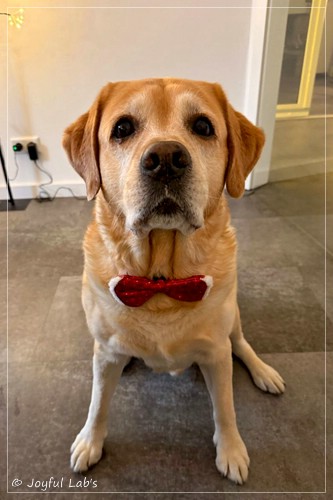 Joyful Lab�s Colour Boy - Oskar