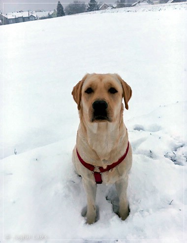 Joyful Lab's Eagerly Girl - Ruby