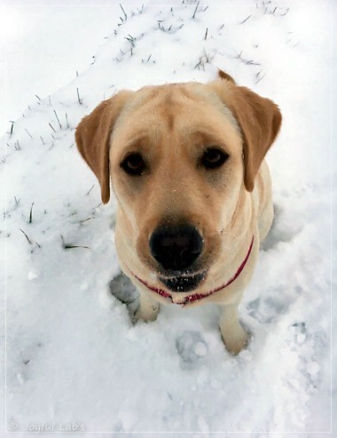 Joyful Lab's Eagerly Girl - Ruby