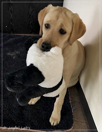 Joyful Lab's Eagerly Girl - Ruby