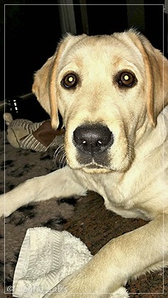 Joyful Lab's Eagerly Girl - Ruby