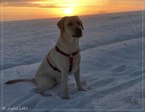 Joyful Lab's Eagerly Girl - Ruby