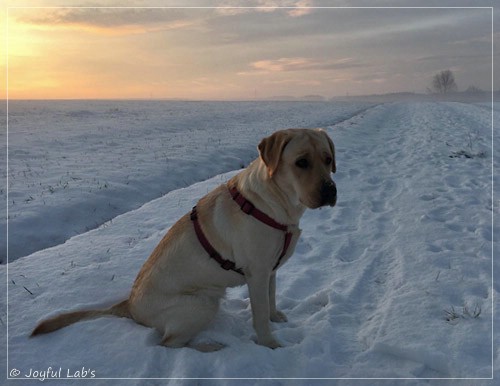 Joyful Lab's Eagerly Girl - Ruby