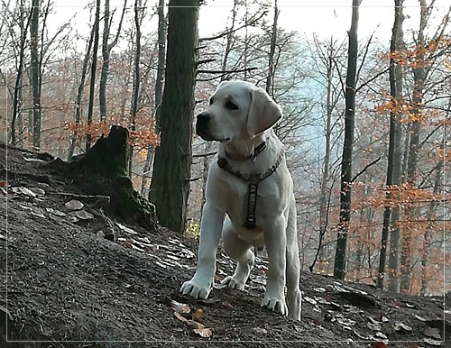 Joyful Lab's Enterprising Boy - Timon