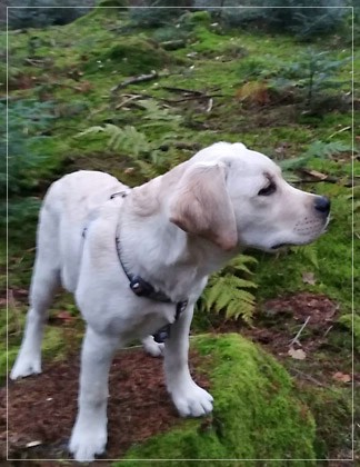 Joyful Lab's Easy-Going Boy - Fiete