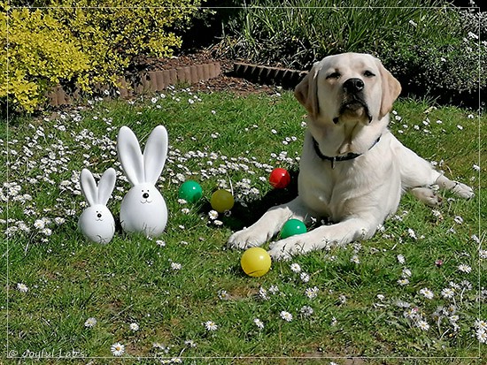 Joyful Lab's Enterprising Boy - Timon