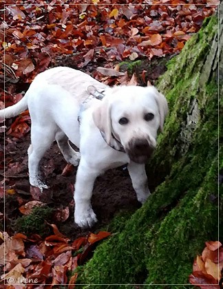 Joyful Lab's Enterprising Boy - Timon