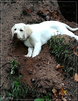 Joyful Lab's Enterprising Boy - Timon