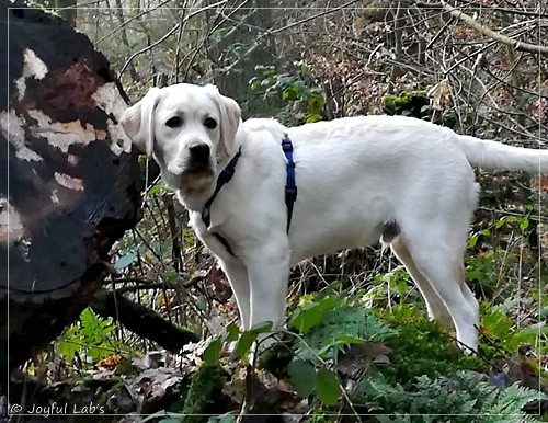 Joyful Lab's Enterprising Boy - Timon