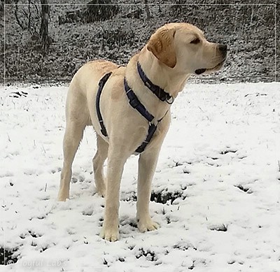 Joyful Lab's Enterprising Boy - Timon