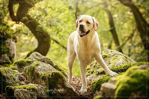 Joyful Lab's Enterprising Boy - Timon