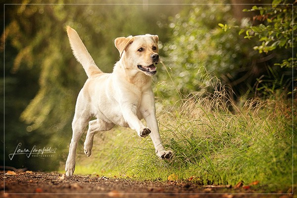 Joyful Lab's Enterprising Boy - Timon