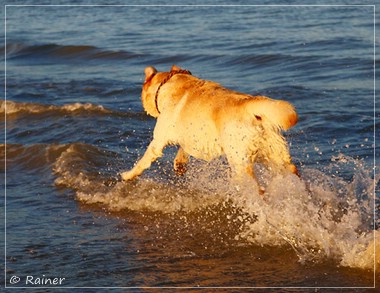 Joyful Lab's Escort Boy - Luis