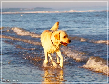 Joyful Lab's Escort Boy - Luis