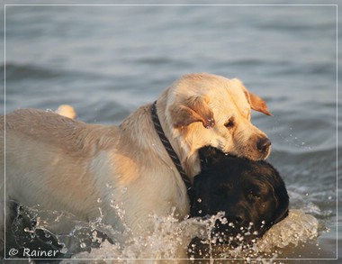 Joyful Lab's Escort Boy - Luis