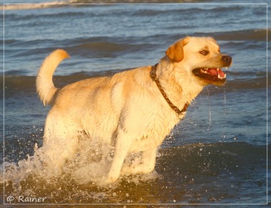 Joyful Lab's Escort Boy - Luis