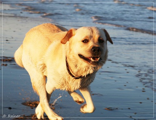 Joyful Lab's Escort Boy - Luis