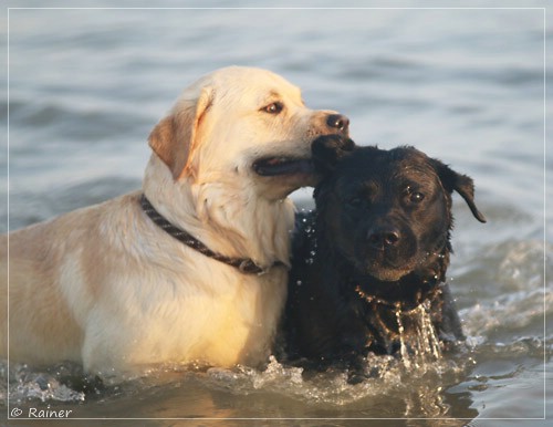 Joyful Lab's Escort Boy - Luis