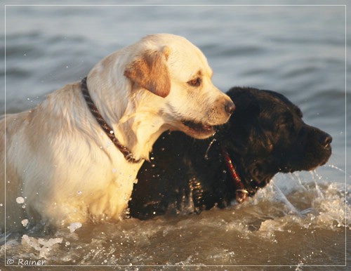 Joyful Lab's Escort Boy - Luis