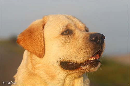 Joyful Lab's Escort Boy - Luis