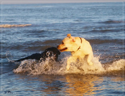 Joyful Lab's Escort Boy - Luis