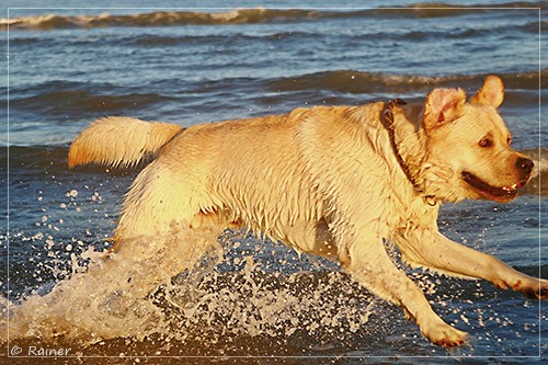 Joyful Lab's Escort Boy - Luis