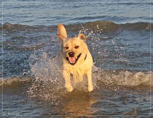 Joyful Lab's Escort Boy - Luis