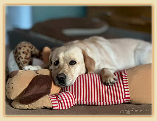 Joyful Labs Eye-Catching Girl