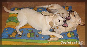 Joyful Labs Amazing Girl "Dora"