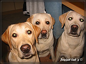 Joyful Labs Amazing Girl "Dora"