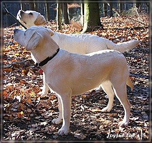 Joyful Labs Amazing Girl "Dora"