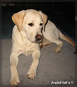 Joyful Labs Amazing Girl "Dora"