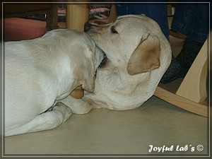 Joyful Labs Absolute Power Boy "Finn"