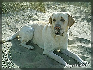 Joyful Labs Adventure Boy "Henry"