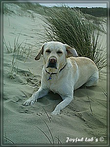 Joyful Labs Adventure Boy "Henry"