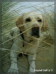 Joyful Labs Adventure Boy "Henry"