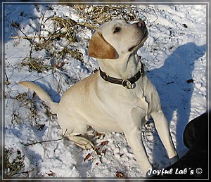 Joyful Labs Allround Boy "James"